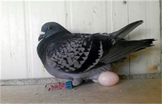 鸽子停止产蛋的原因