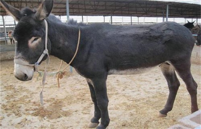 肉驴常见疾病防治方法