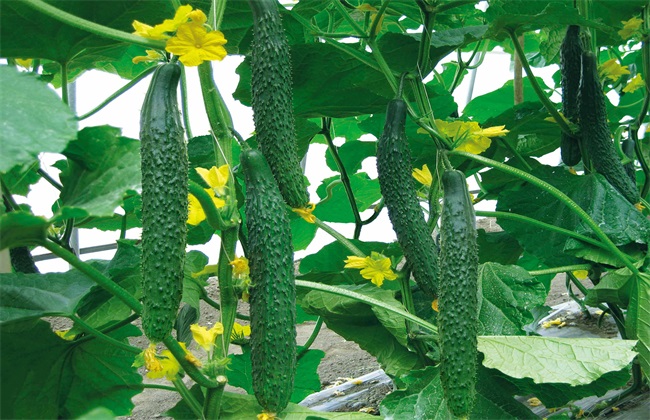 黄瓜，防治，花上有绿色的斑点