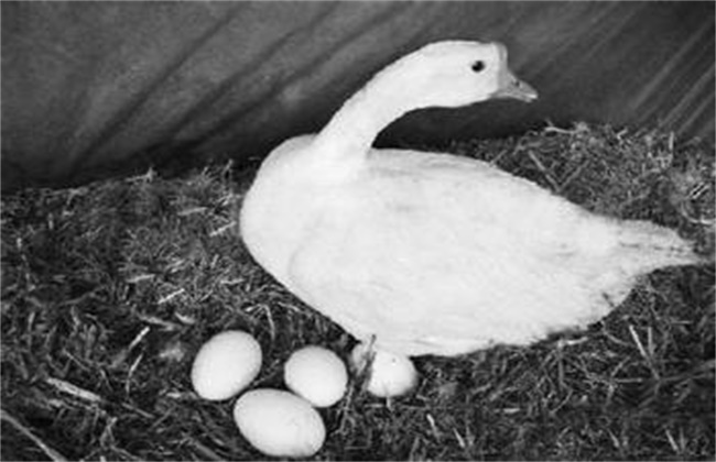 提高蛋鹅的产蛋量方法