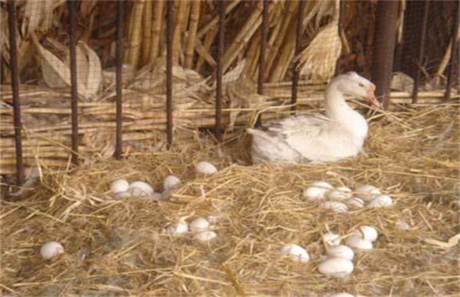 提高鹅的产蛋量方法