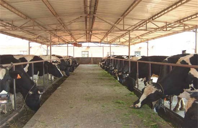 牛 养牛场 预防 病害