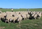 夏季养羊的注意事项