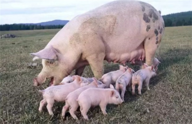 母猪 培育 注意事项