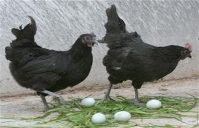 母鸡产蛋困难的原因和解决方法