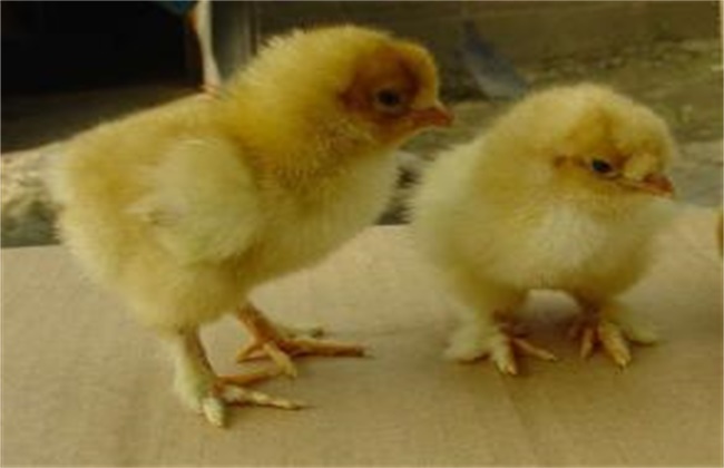 雏鸡采食量低的原因及解决方法
