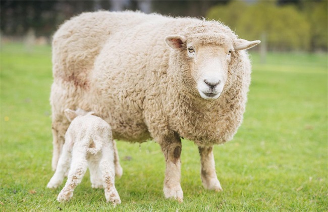 羊的炭疽病该怎么办