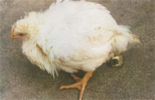 鸡的常见疾病防治方法