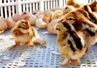 雏鸡采食量低的原因及解决方法
