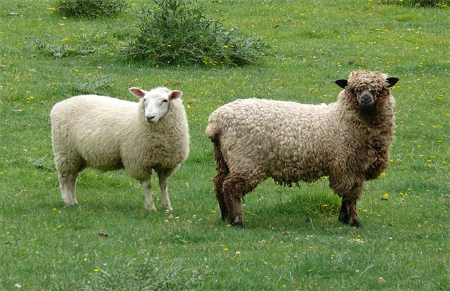 羊 寄生虫 防治方法