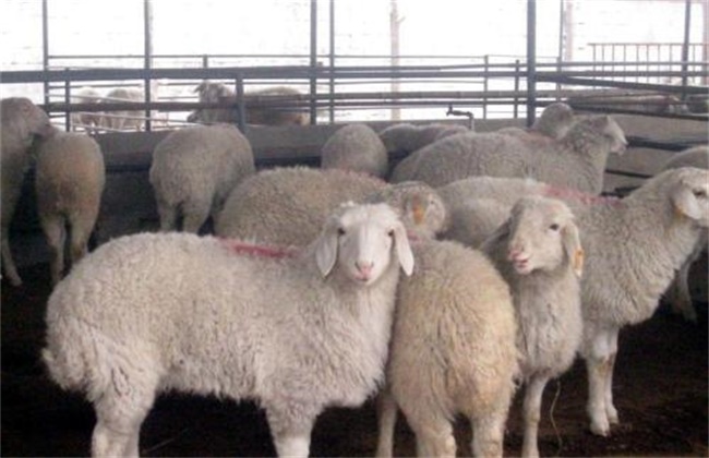 羊 寄生虫 防治方法