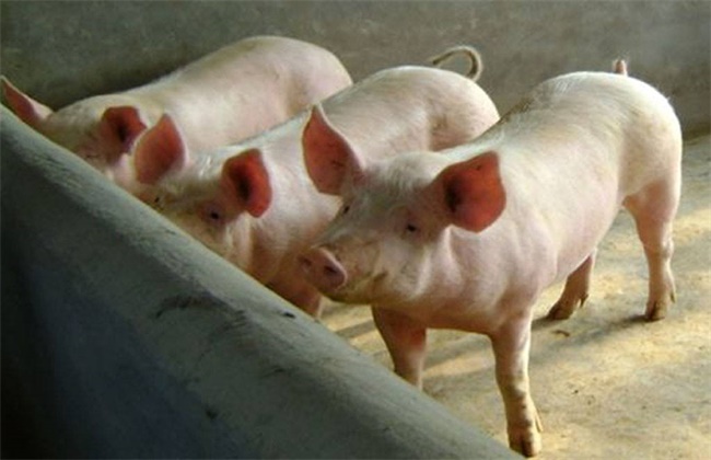 猪 快速育肥 方法