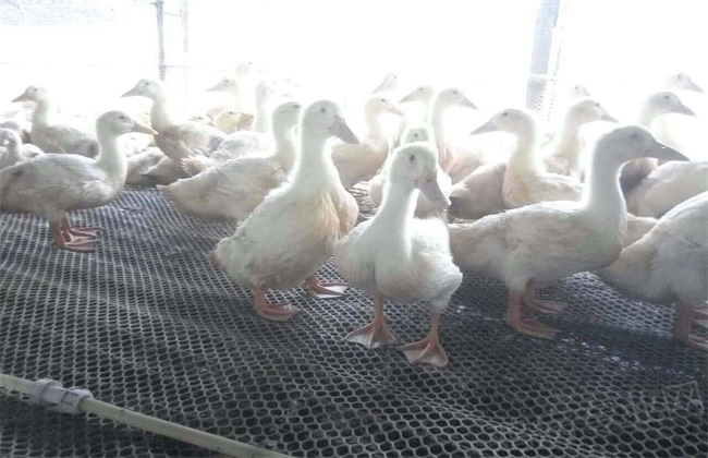 肉鸭 养殖 管理方法
