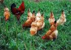 春季土鸡养殖要注意什么