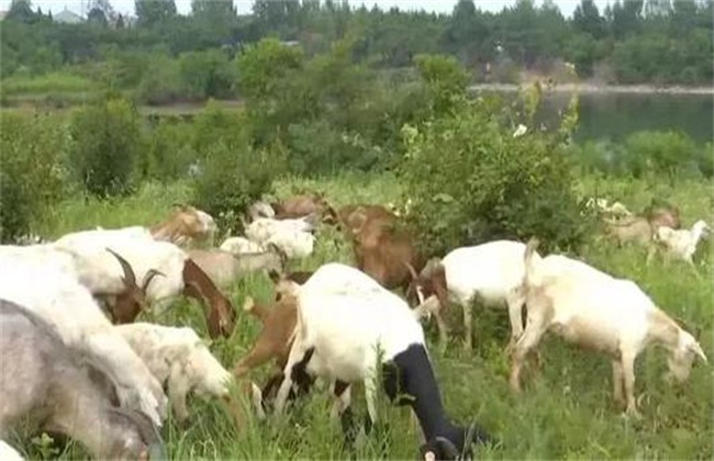 养20头羊投入