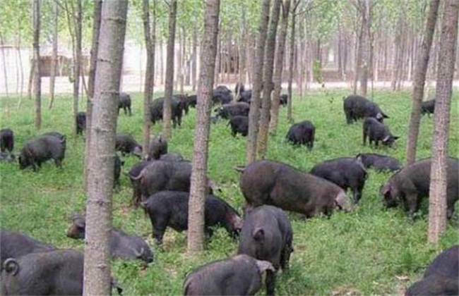 林牧式生态养猪