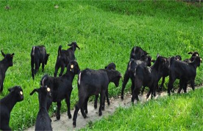 黑山羊的养殖技术