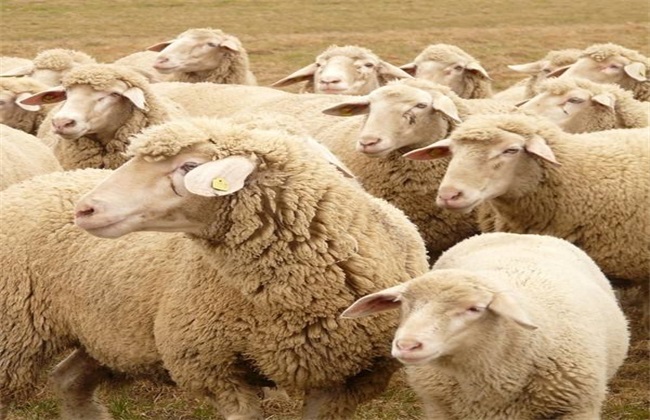 绵羊的养殖前景如何