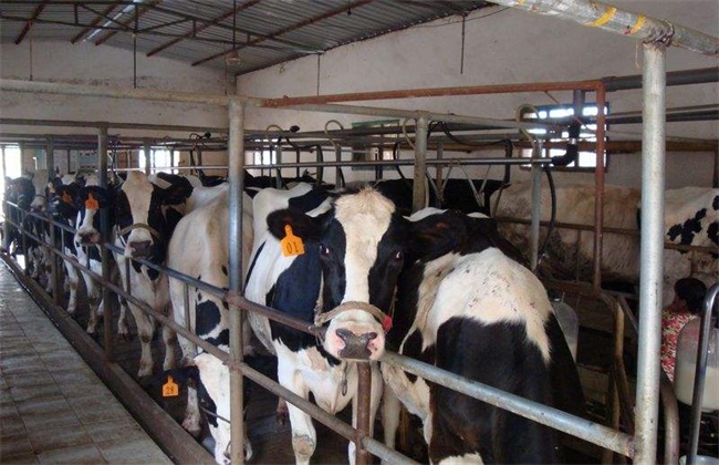 夏季奶牛养殖注意事项
