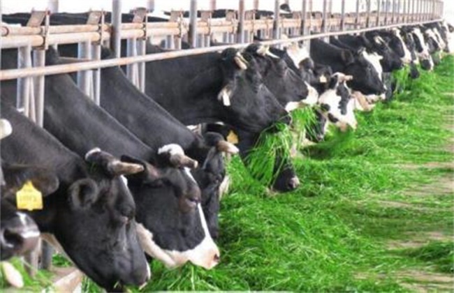 夏季奶牛养殖注意事项