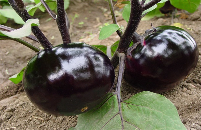 栽培技术 高产 茄子