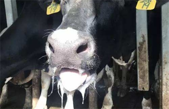 奶牛热应激的症状和防治措施