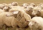 绵羊的养殖前景如何