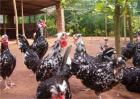 黑水鸡的人工养殖方法