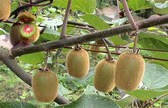 红心猕猴桃 种植 方法