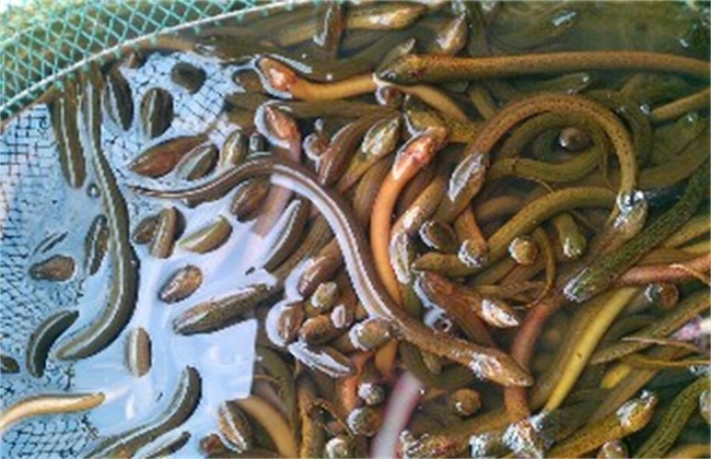 高温季节黄鳝养殖管理要点
