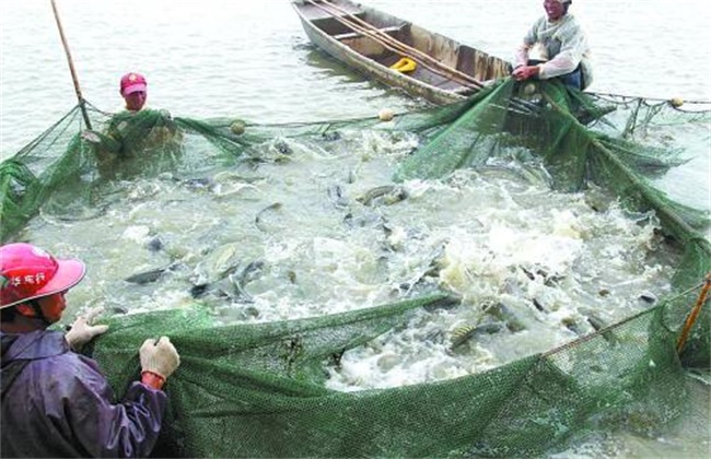 鲈鱼的高产养殖技术