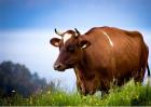 牛的炭疽病该怎么办