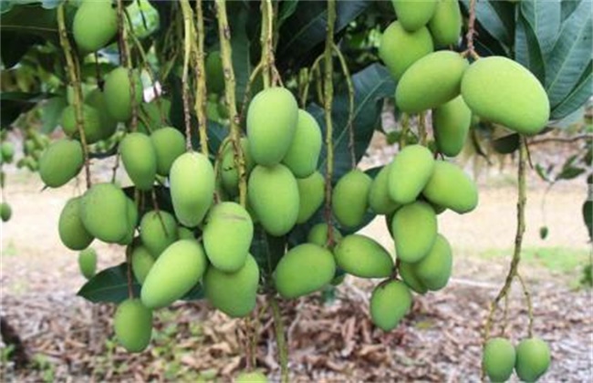 芒果高产种植技术