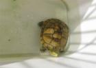 养殖黄喉拟水龟的注意事项