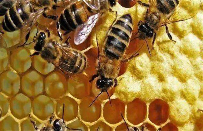 夏季养蜂注意事项