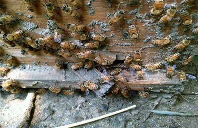蜂群盗蜂现象的解决方法