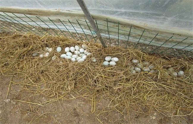 冬季提高鸭子产蛋量的方法