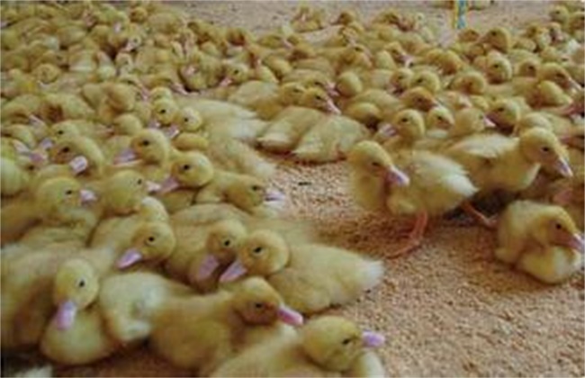 雏鸭饲养管理技术