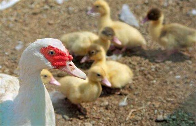 雏鸭饲养管理技术