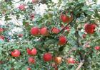 苹果树的高效施肥方法