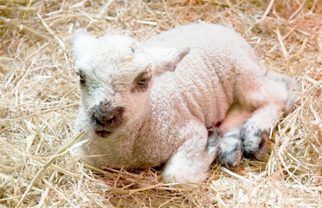 绵羊养殖管理技术