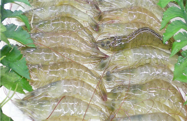 南美白对虾养殖如何预防疾病