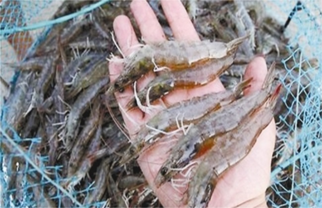 南美白对虾 预防疾病 方法