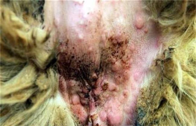 羊痘病的症状及防治方法