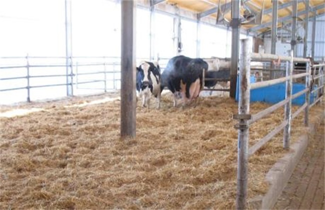 母牛产后瘫痪的原因及防治方法