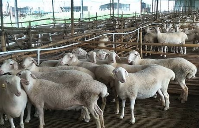 绵羊养殖育肥技术
