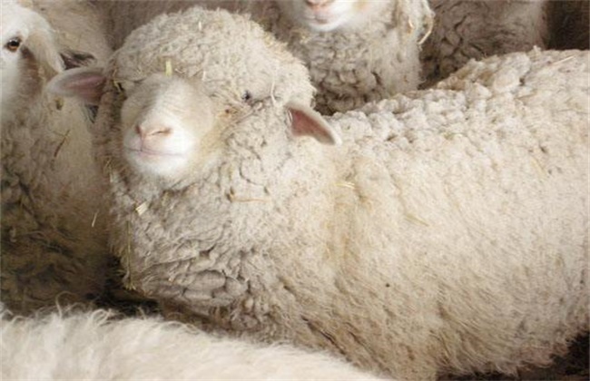 绵羊养殖育肥技术