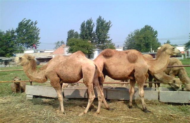 骆驼的养殖方向