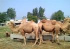 骆驼的养殖方向