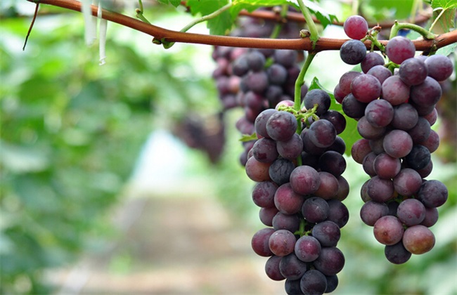 巨峰葡萄 提高品质 方法
